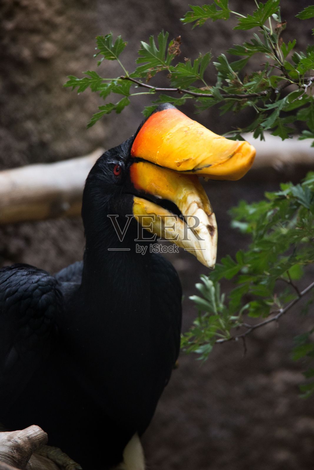 在绿叶背景上的犀牛犀鸟的垂直特写照片摄影图片