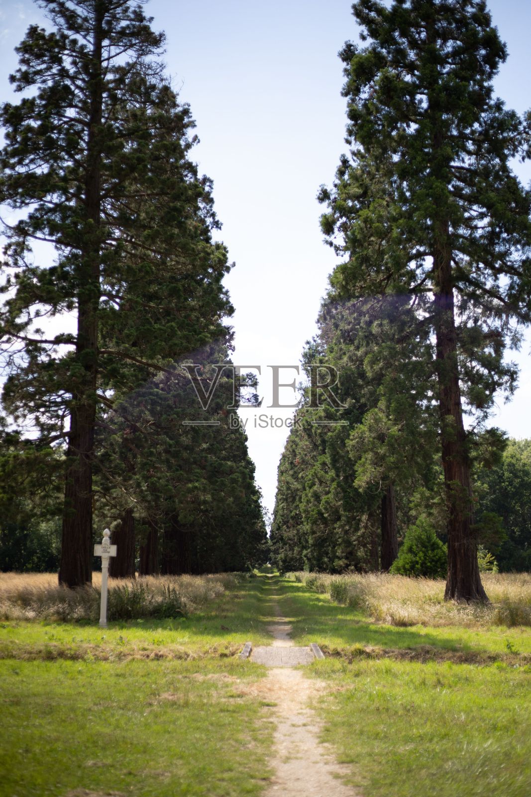 拍摄了一条有树的狭窄小路照片摄影图片