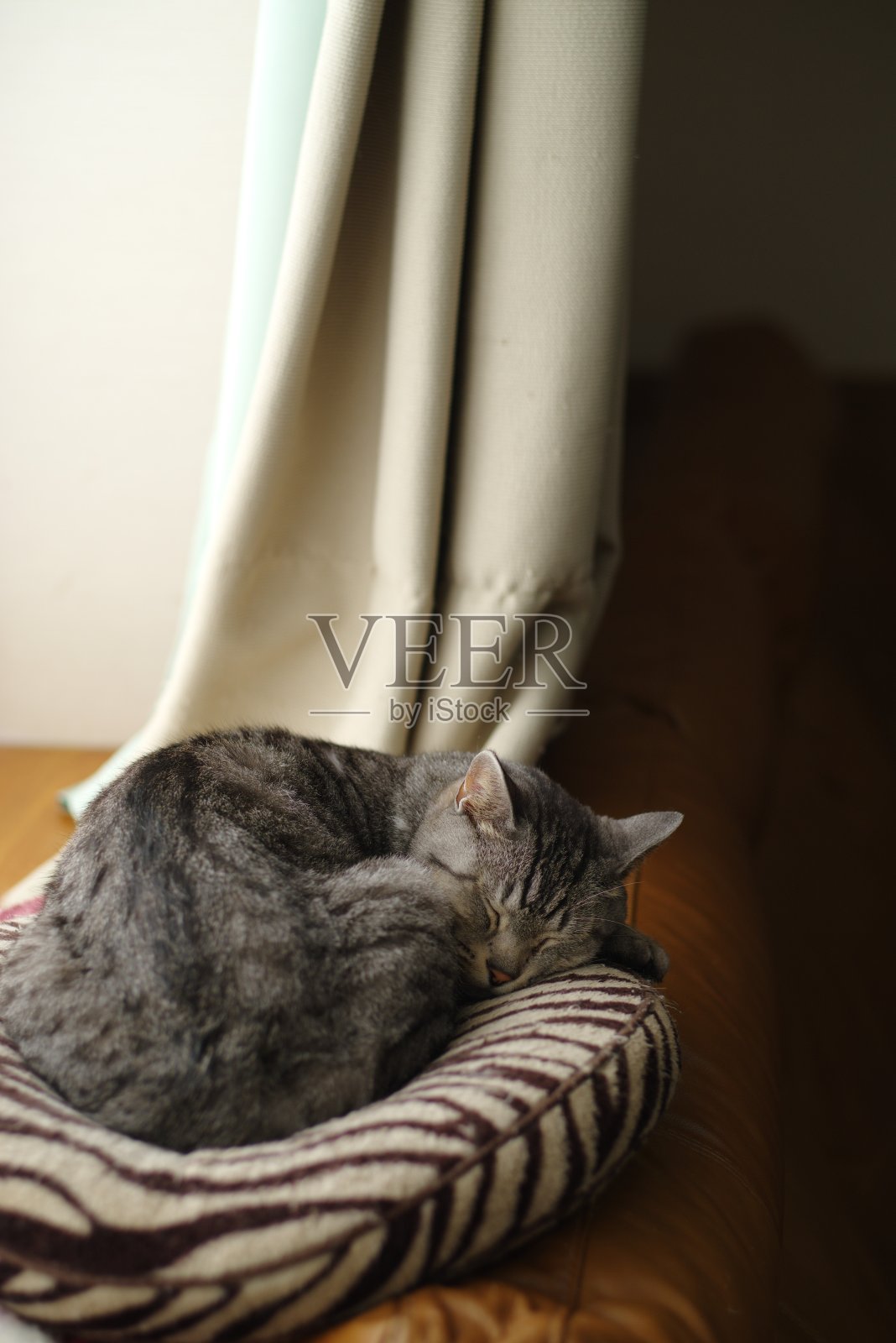 睡觉的猫照片摄影图片