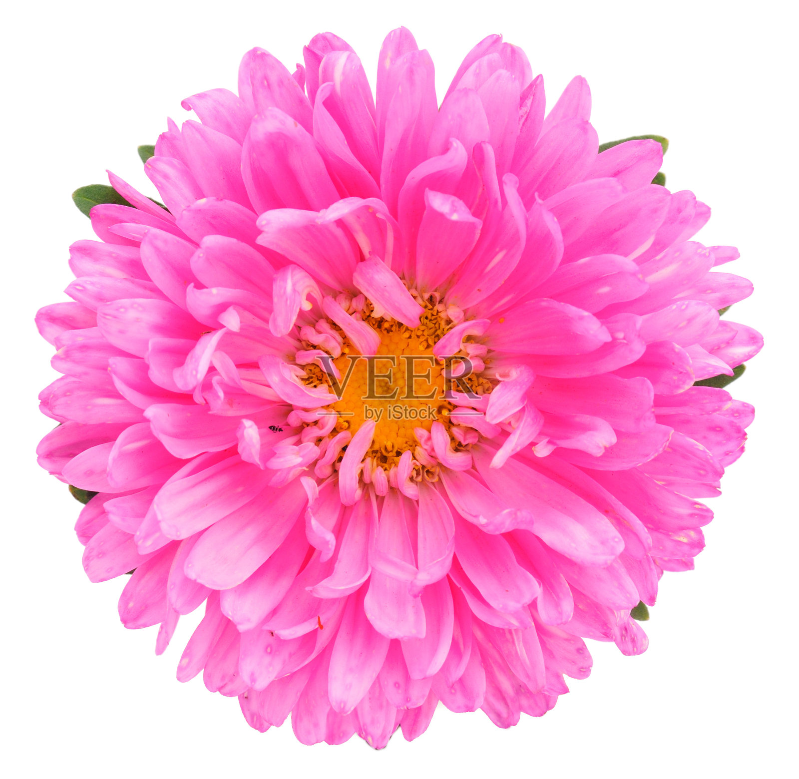 Aster头状花序。照片摄影图片