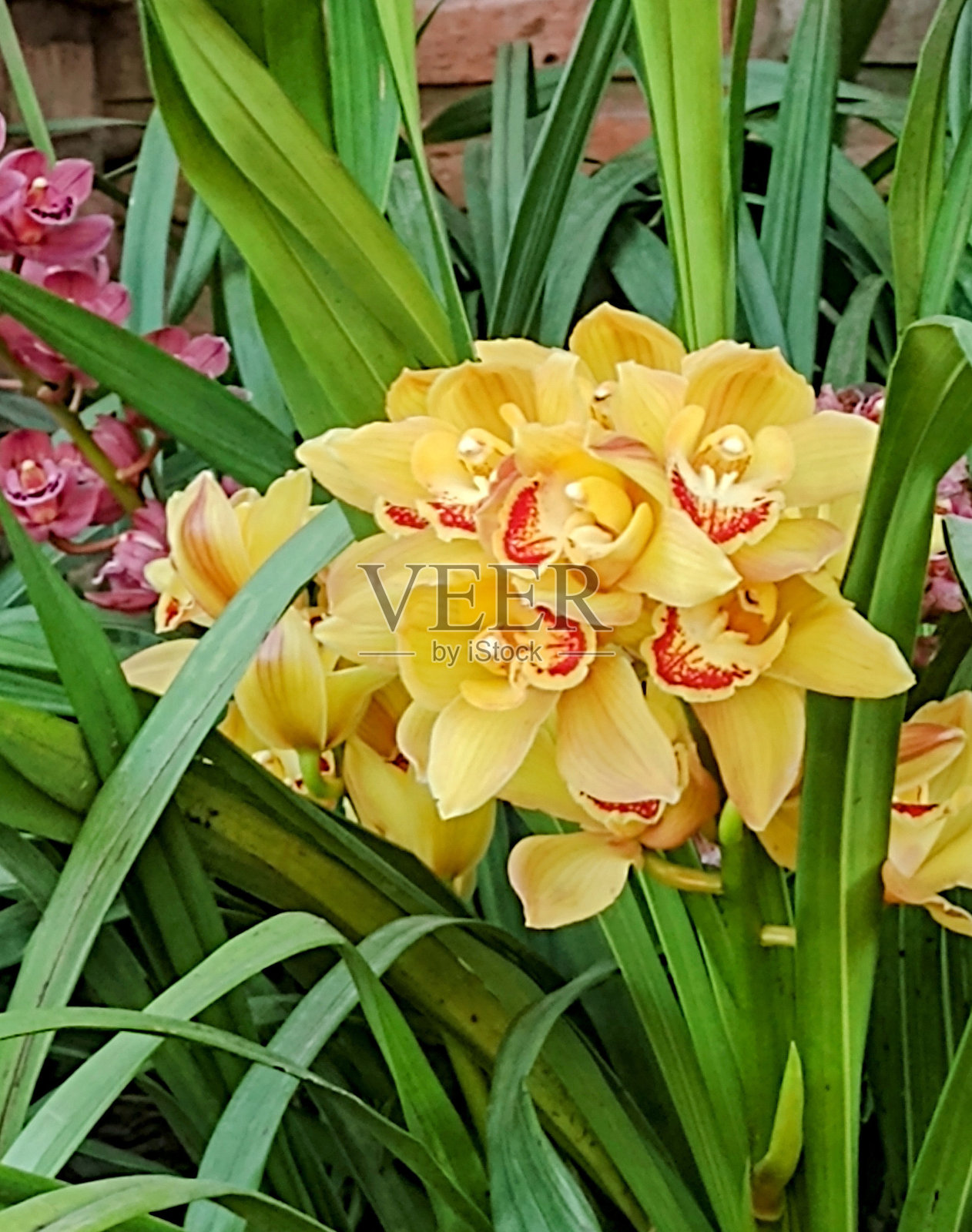 黄色兰花照片摄影图片