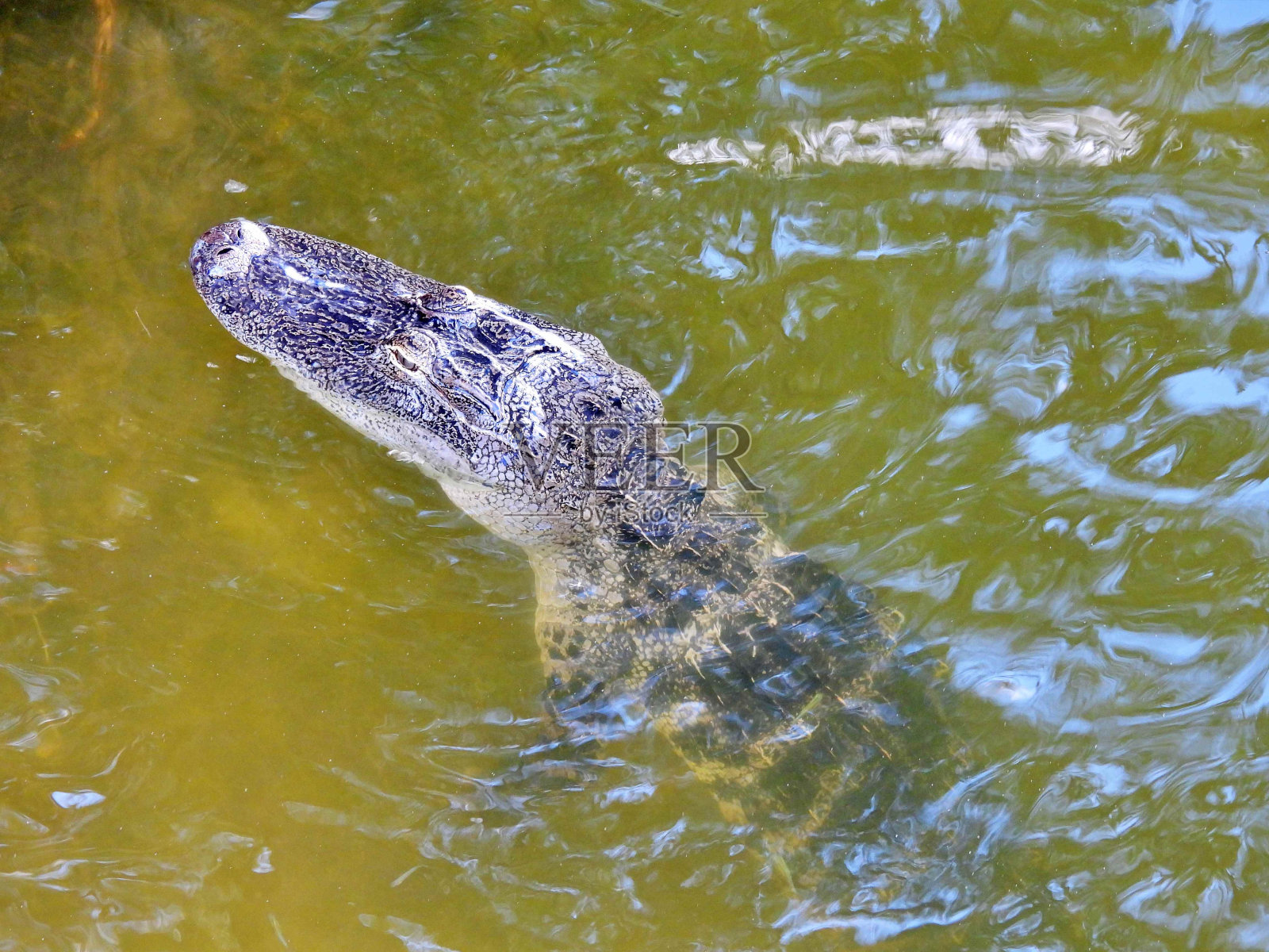 美洲短吻鳄(美洲鳄)-在湖中休息的幼鳄照片摄影图片