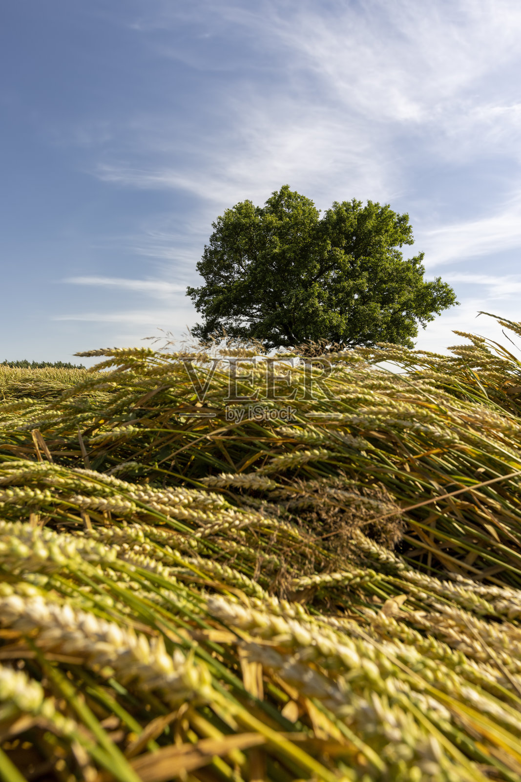 一棵长着绿色叶子的橡树,在黄澄澄的麦田里照片摄影图片