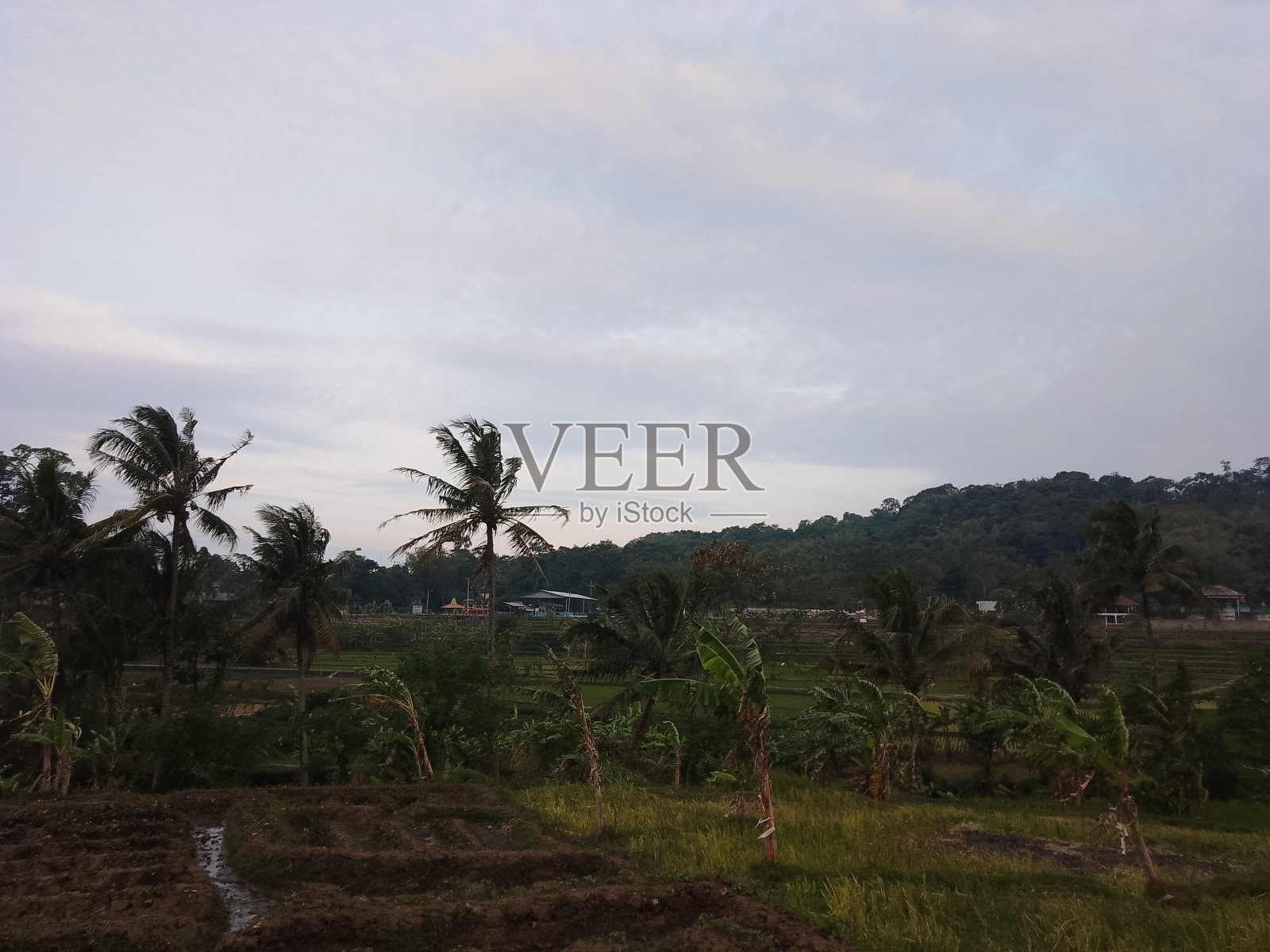 稻田周围的自然风光照片摄影图片