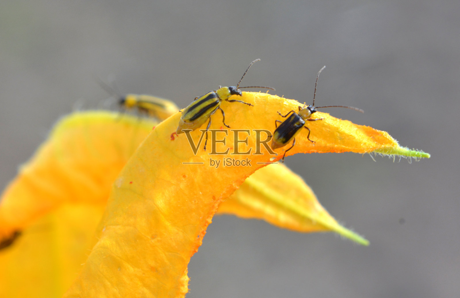 在植物西部玉米甲虫照片摄影图片