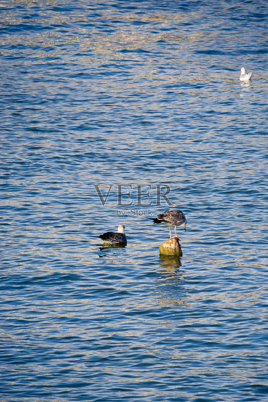 河上的鸟照片摄影图片