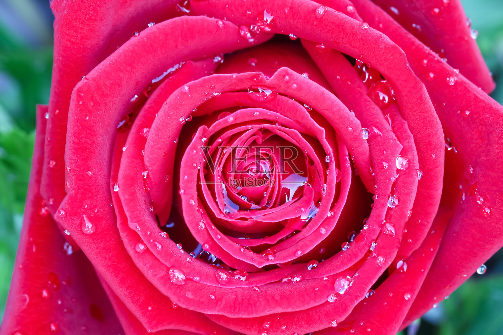 俯瞰美丽的红玫瑰花与水滴在皮肤的花瓣情人节或婚礼的背景照片摄影图片