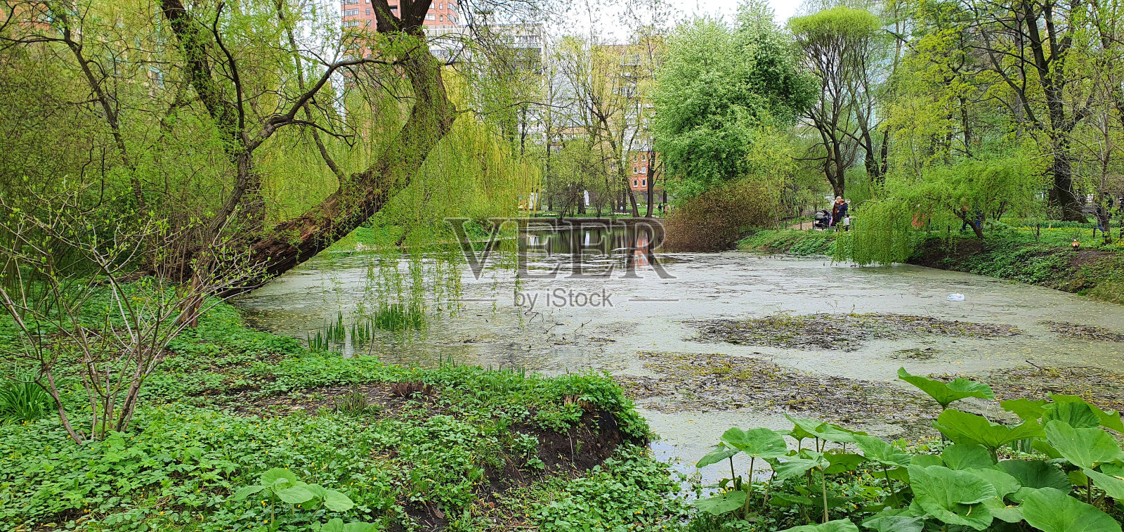 植物园里的小沼泽池塘照片摄影图片