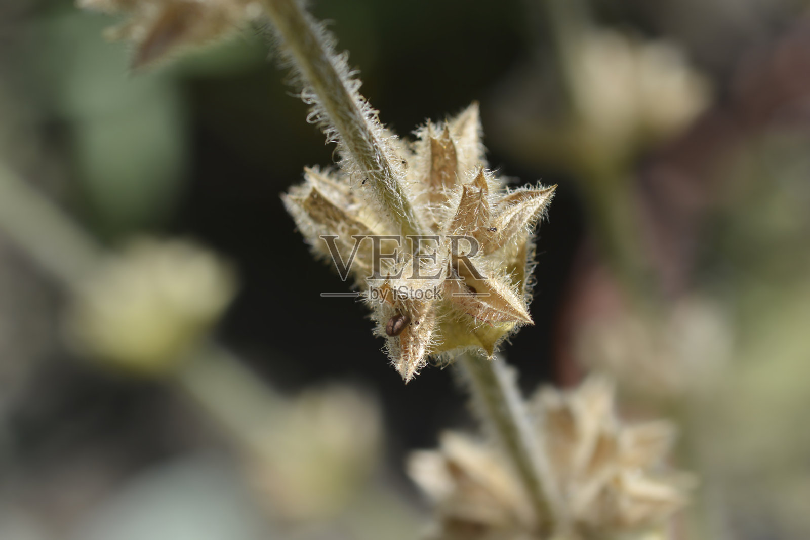 银色的圣人照片摄影图片