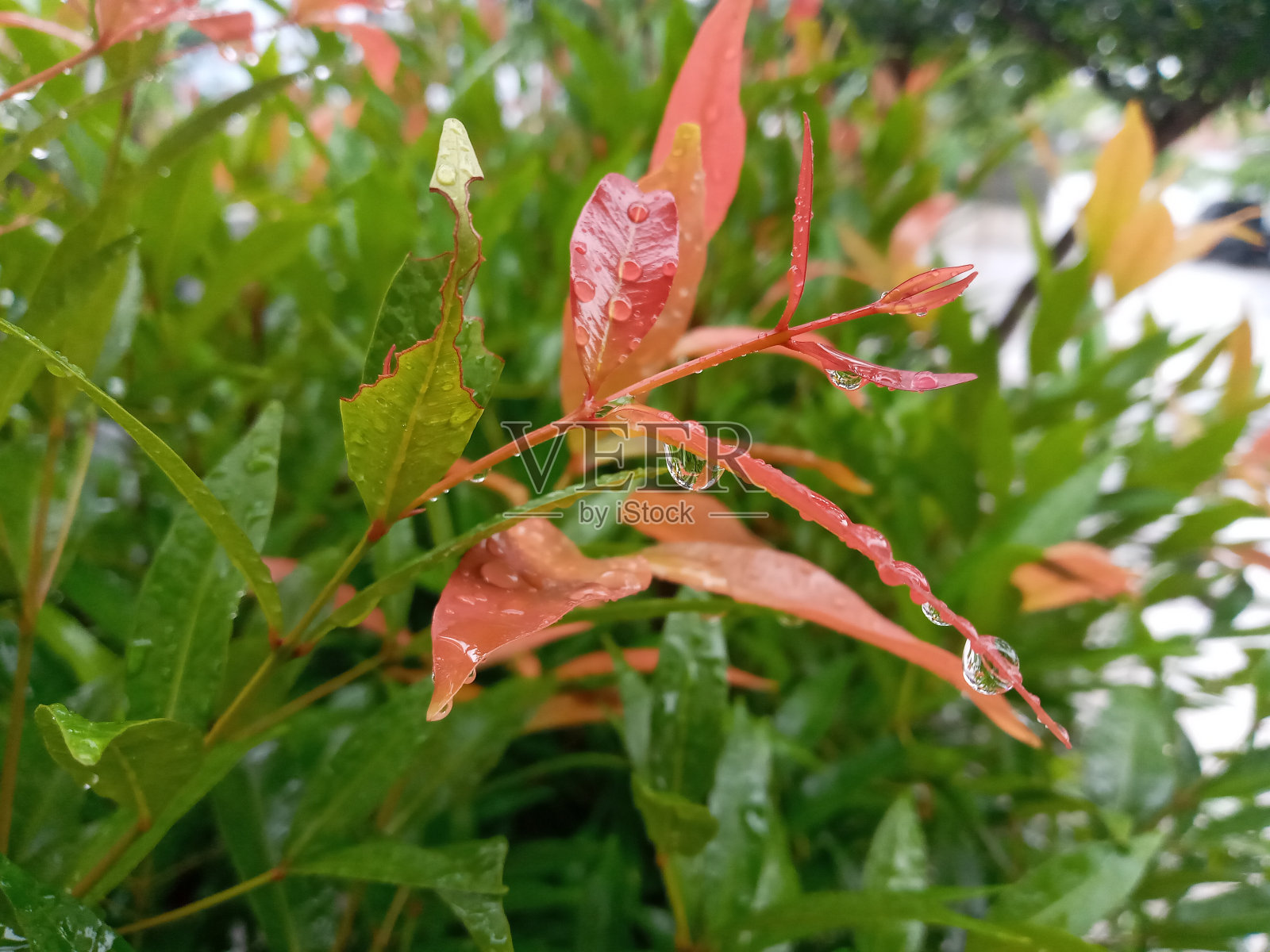 叶子和水照片摄影图片