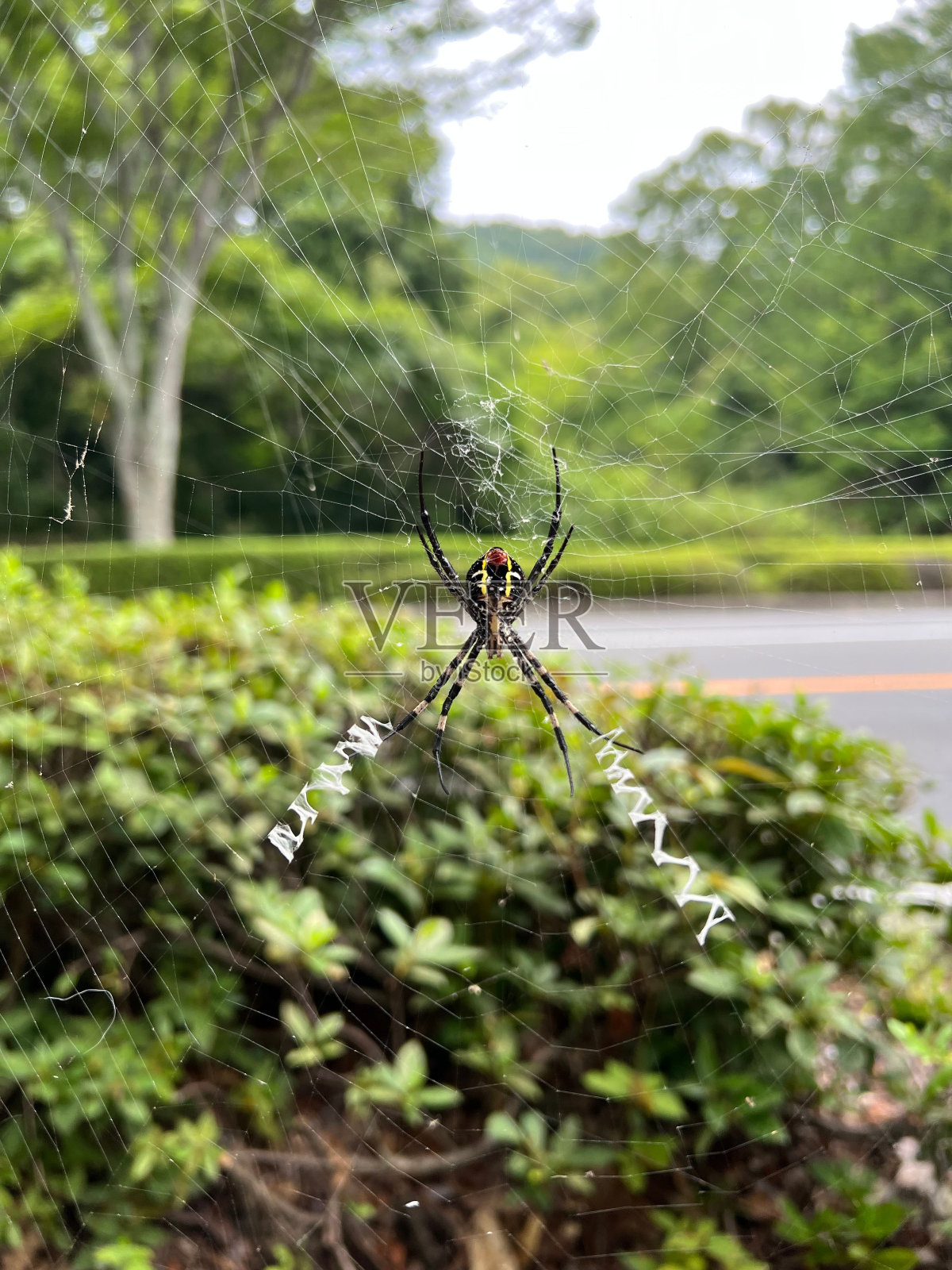 垂直拍摄的蜘蛛网上的交叉蜘蛛照片摄影图片