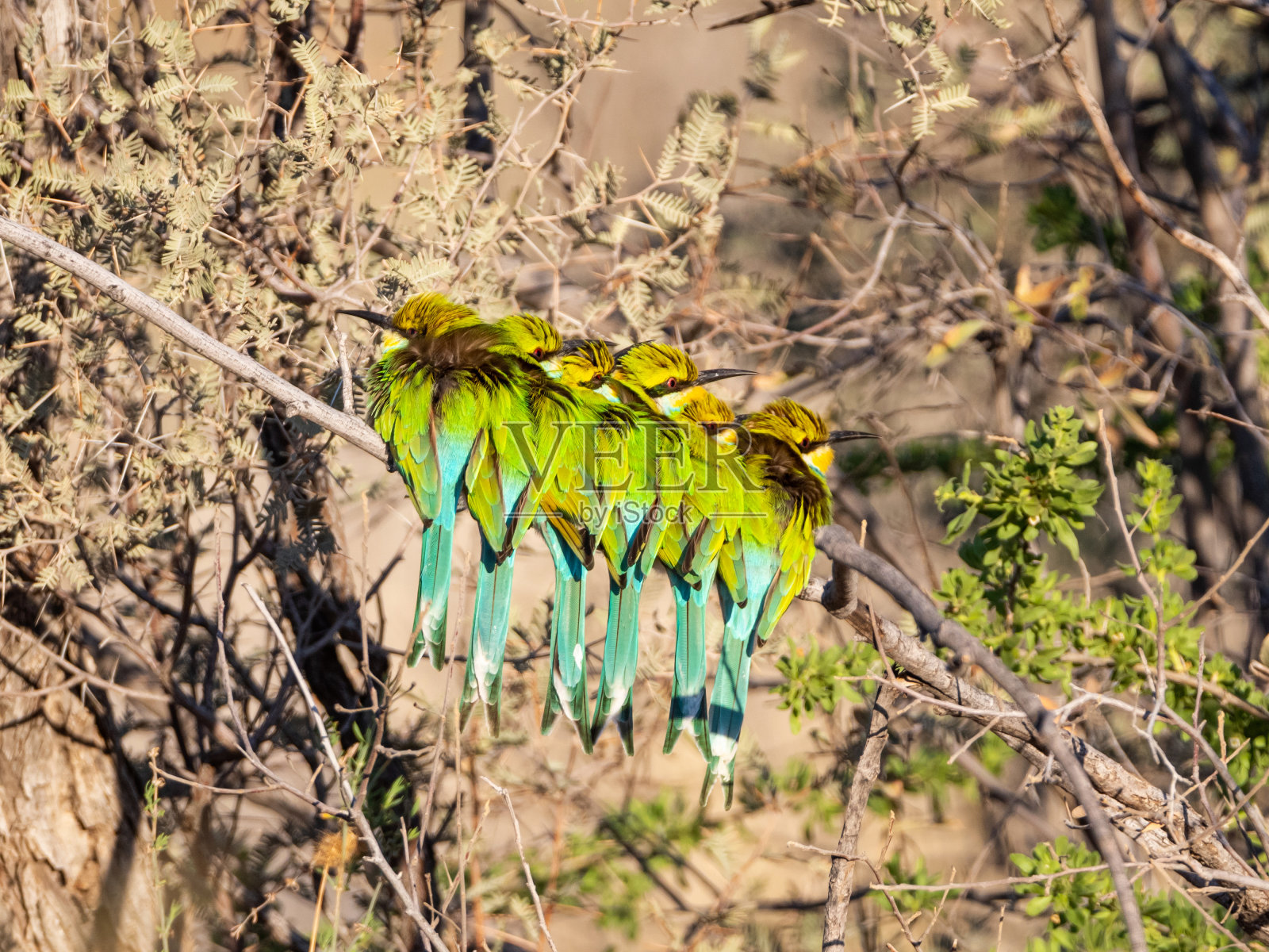燕尾状的食蜂鸟照片摄影图片