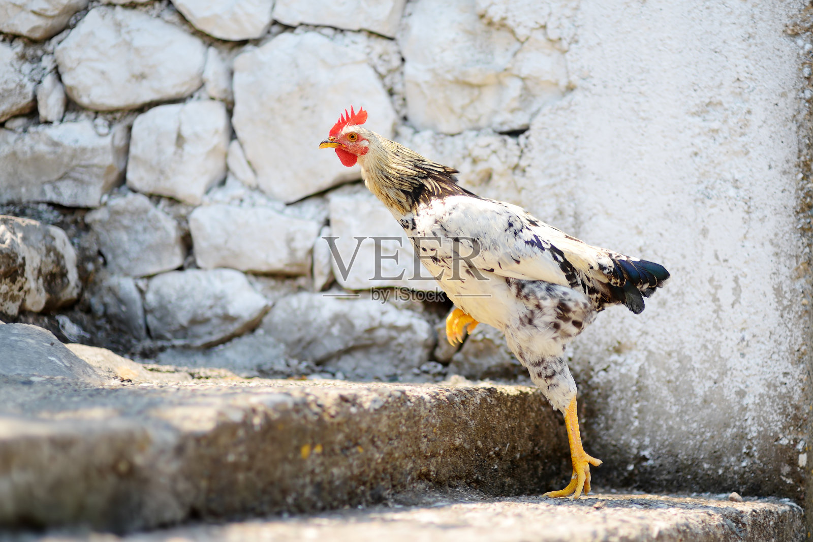 农场附近的街上有一只有趣的小鸡。地板笼散养鸡是现代家禽养殖的发展趋势。本地业务。照片摄影图片