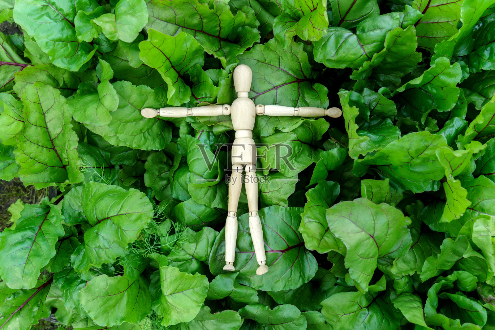 在花园里种甜菜苗。收获的概念与木制假人,俯视图照片摄影图片