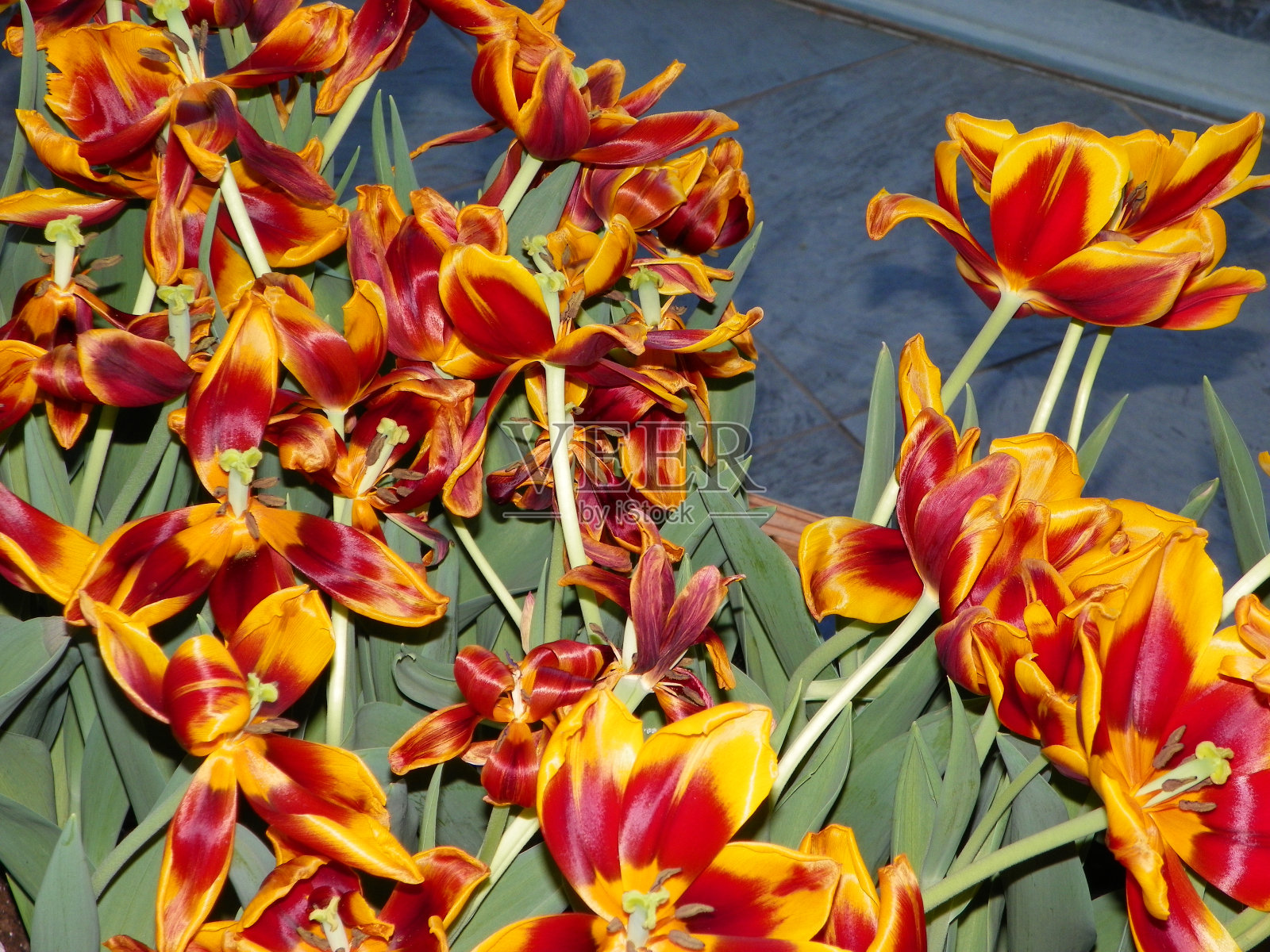 夏花照片摄影图片