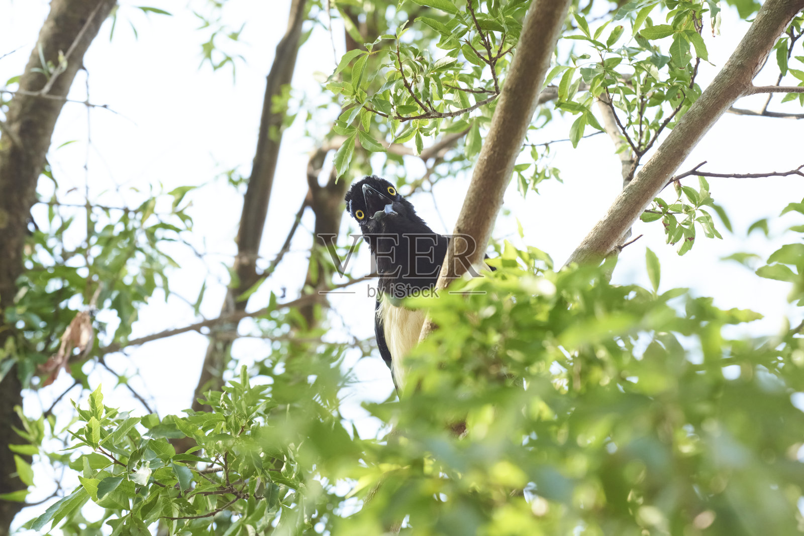 阿根廷埃尔帕尔马国家公园,长毛冠jay, cyanocorax chrysops照片摄影图片