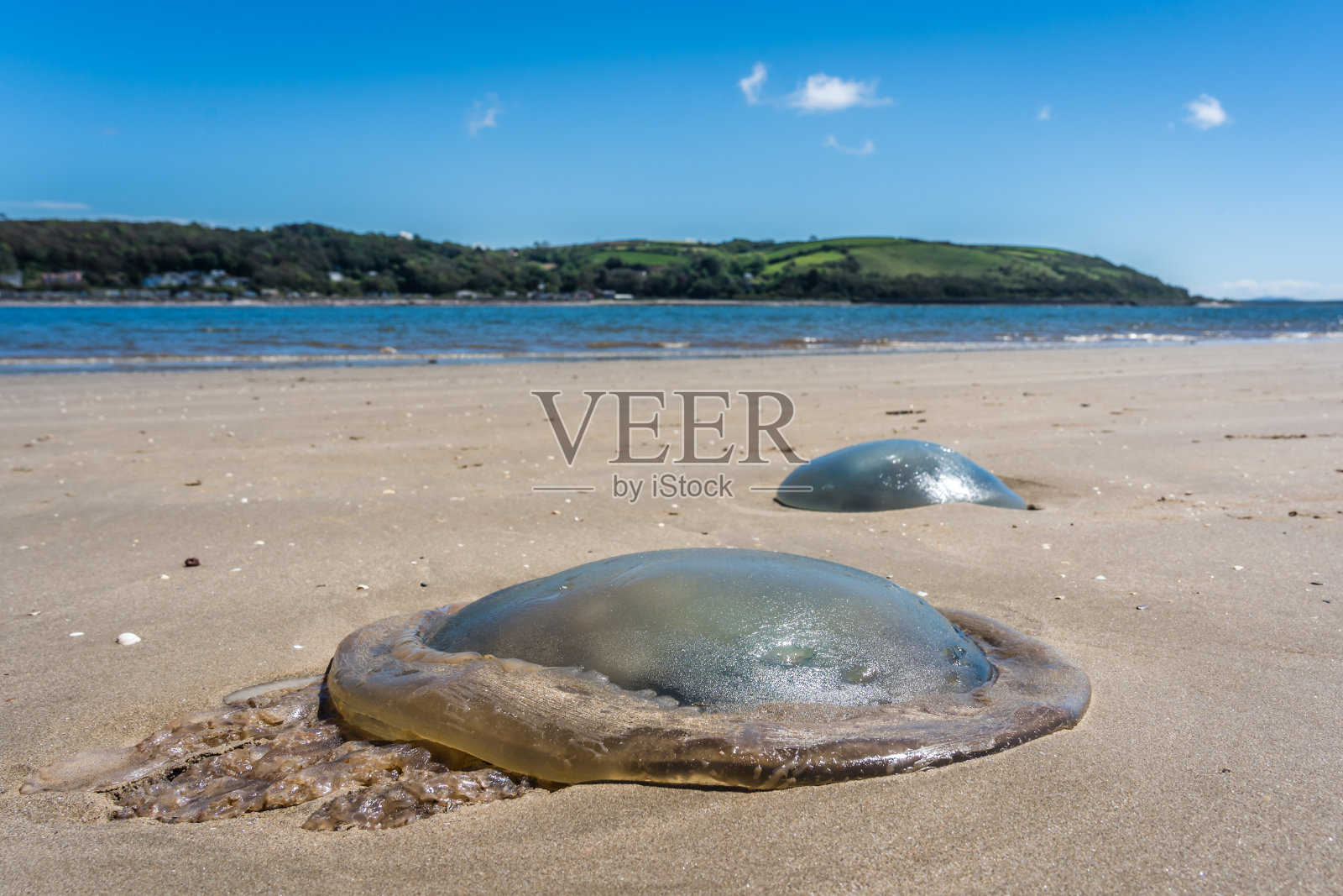 一个透明的水母在海滩前的特写图像照片摄影图片