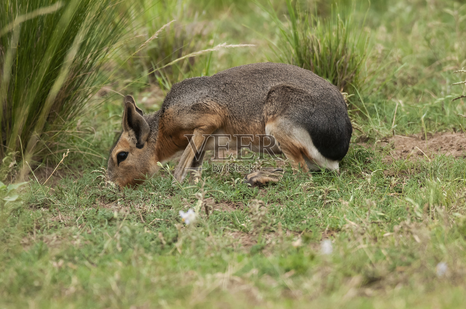 阿根廷拉潘帕省潘帕斯草原上的巴塔哥尼亚豚鼠照片摄影图片