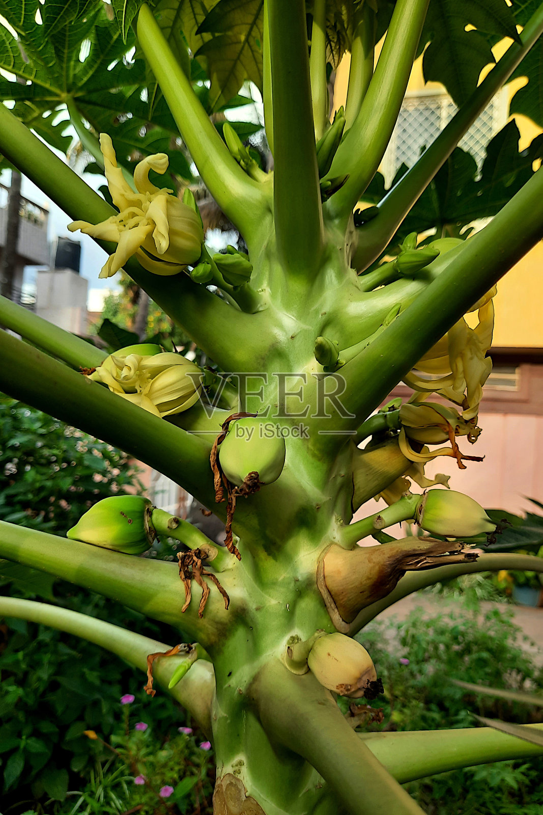 木瓜树的花朵和作物照片摄影图片