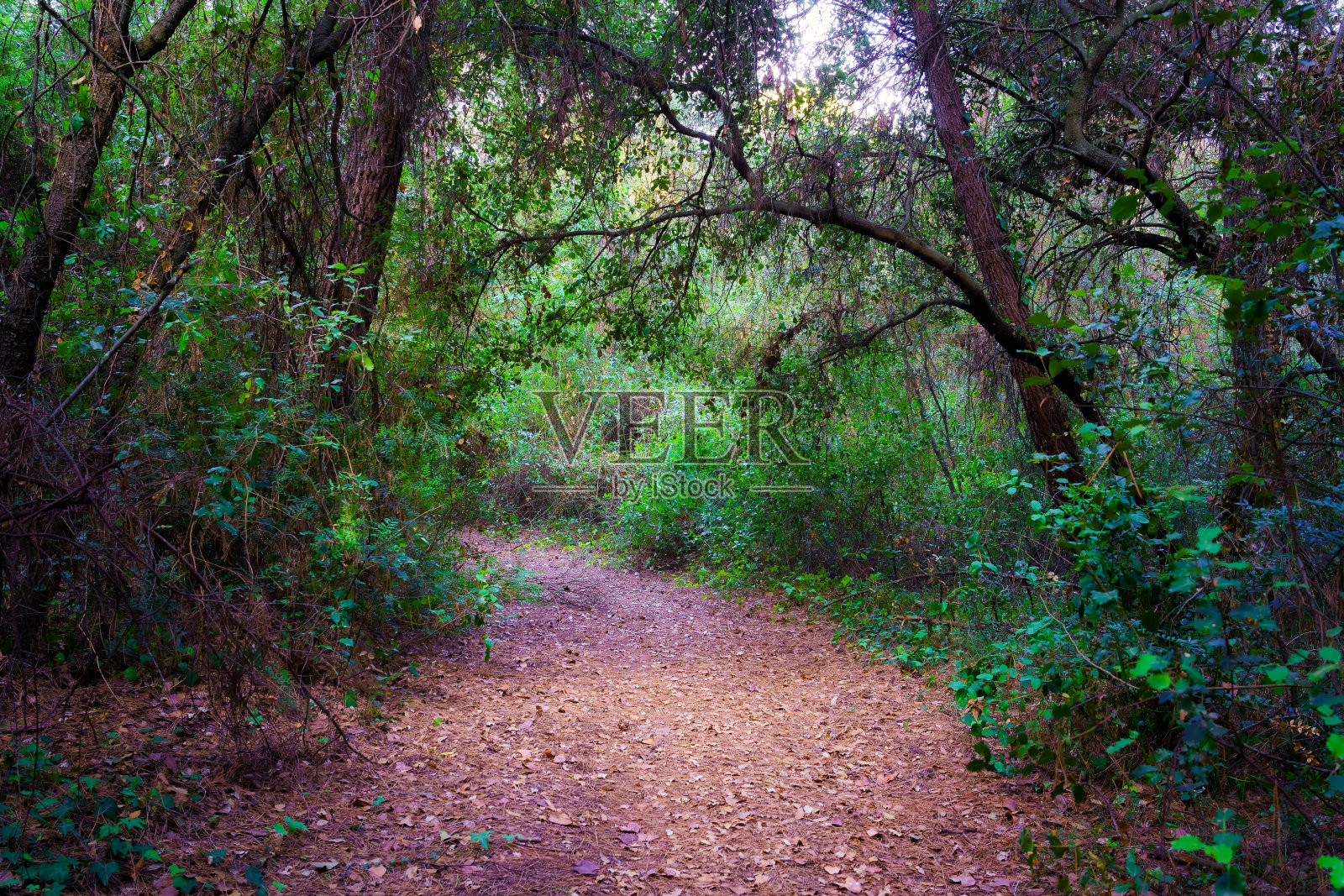 茂密的森林中,树木和绿色植物之间有一条土路。照片摄影图片