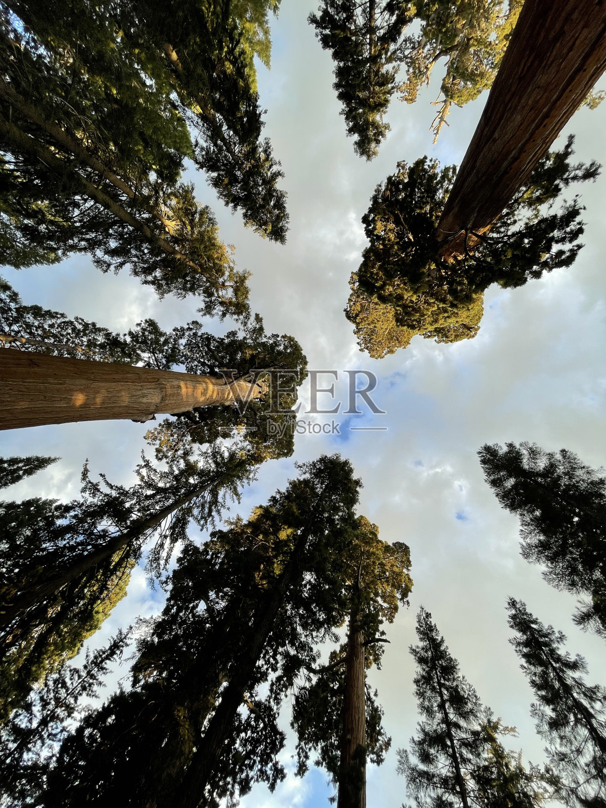 百年古松照片摄影图片