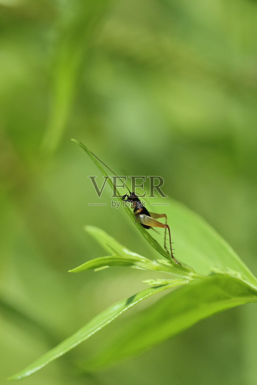 剑尾板栗照片摄影图片