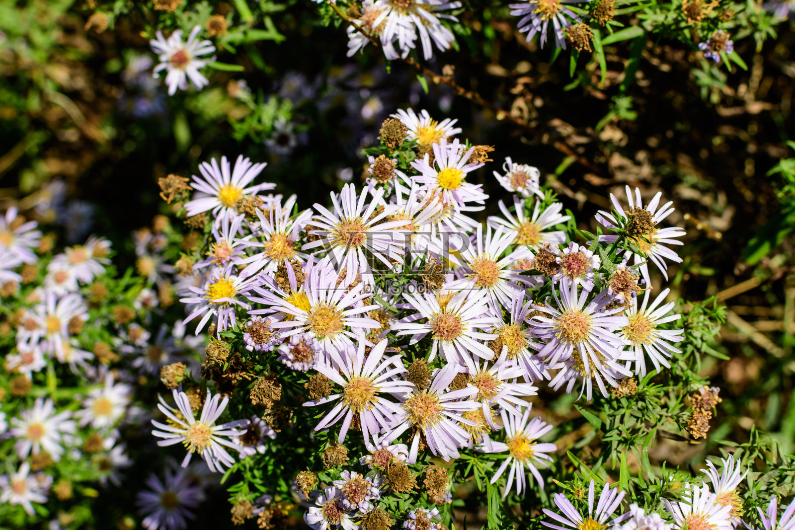 许多小的生动的蓝色花的Aster amellus植物,被称为欧洲米迦勒雏菊,在一个阳光明媚的秋天的花园里,美丽的户外花卉背景拍摄软焦点照片摄影图片