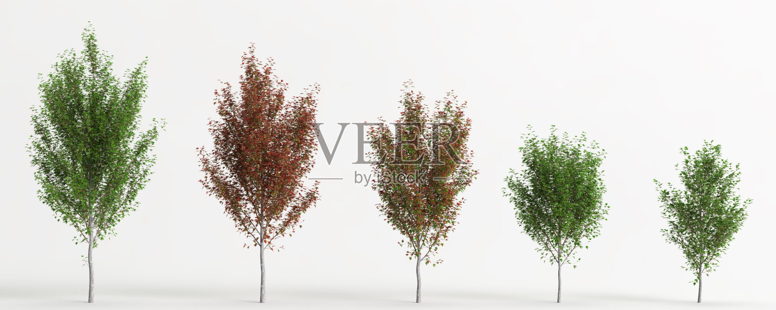 在白色背景上孤立的槭x freemanii树的3d插图照片摄影图片