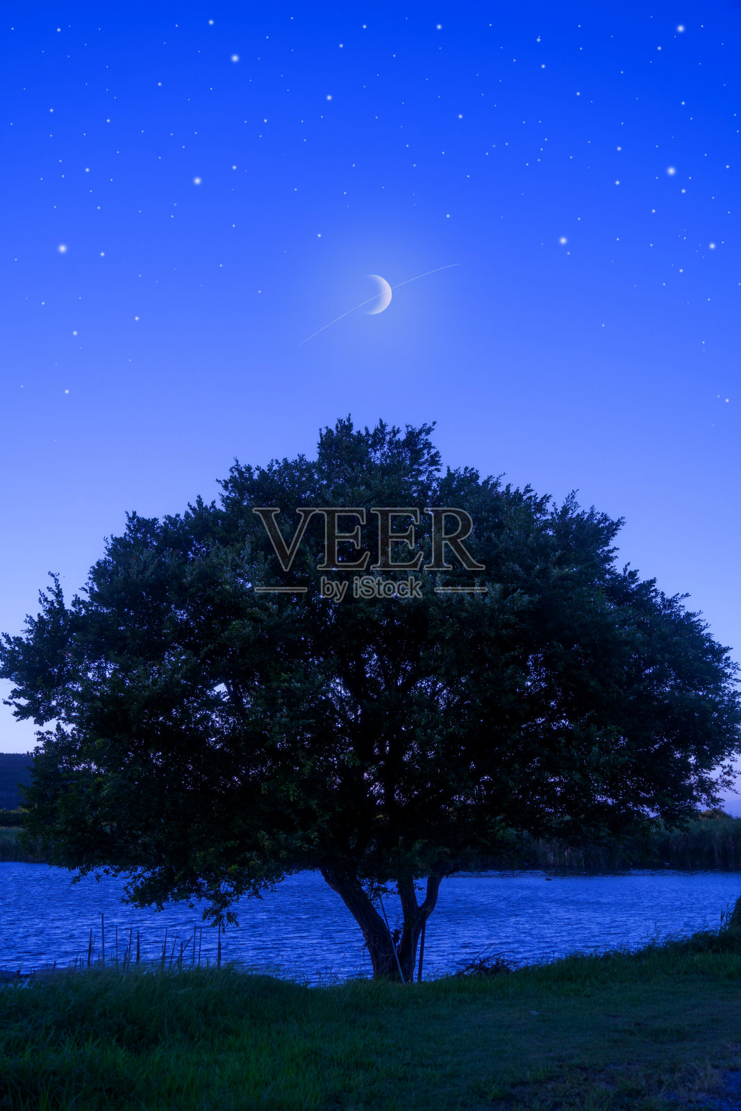 月亮和树照片摄影图片