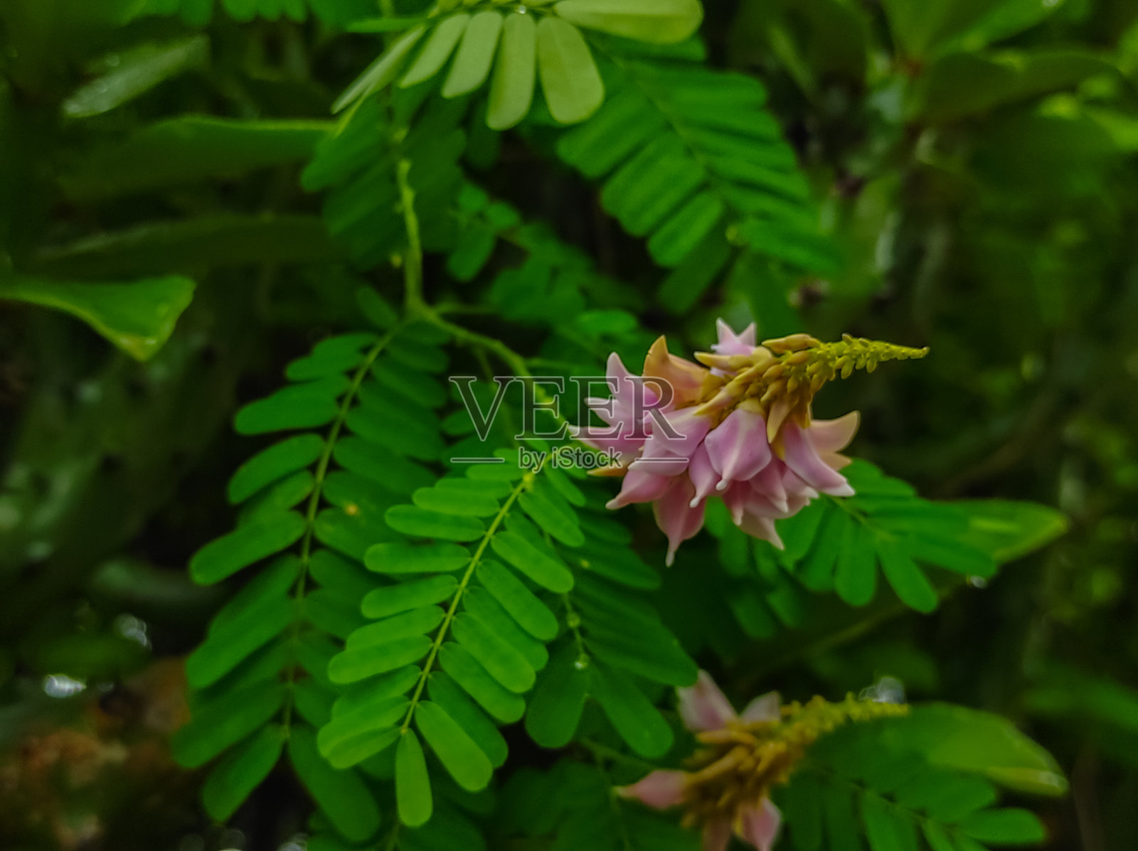 印度甘草根印度阿育吠陀药花植物藤的美丽镜头照片摄影图片