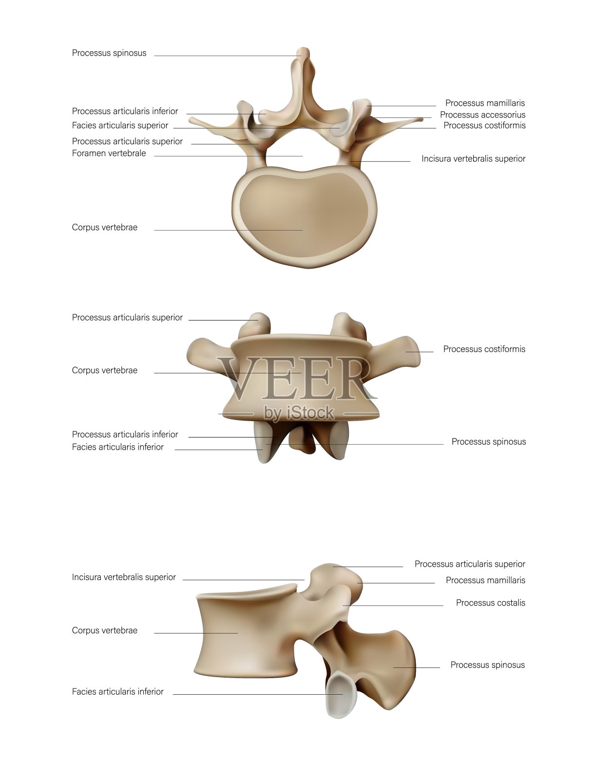 人体椎间盘的解剖学和结构插画图片素材