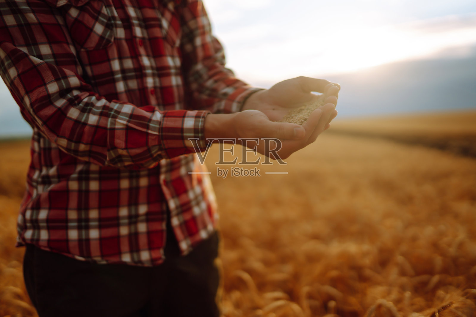 一个农民的手在麦田里拿着一把麦粒特写。照片摄影图片