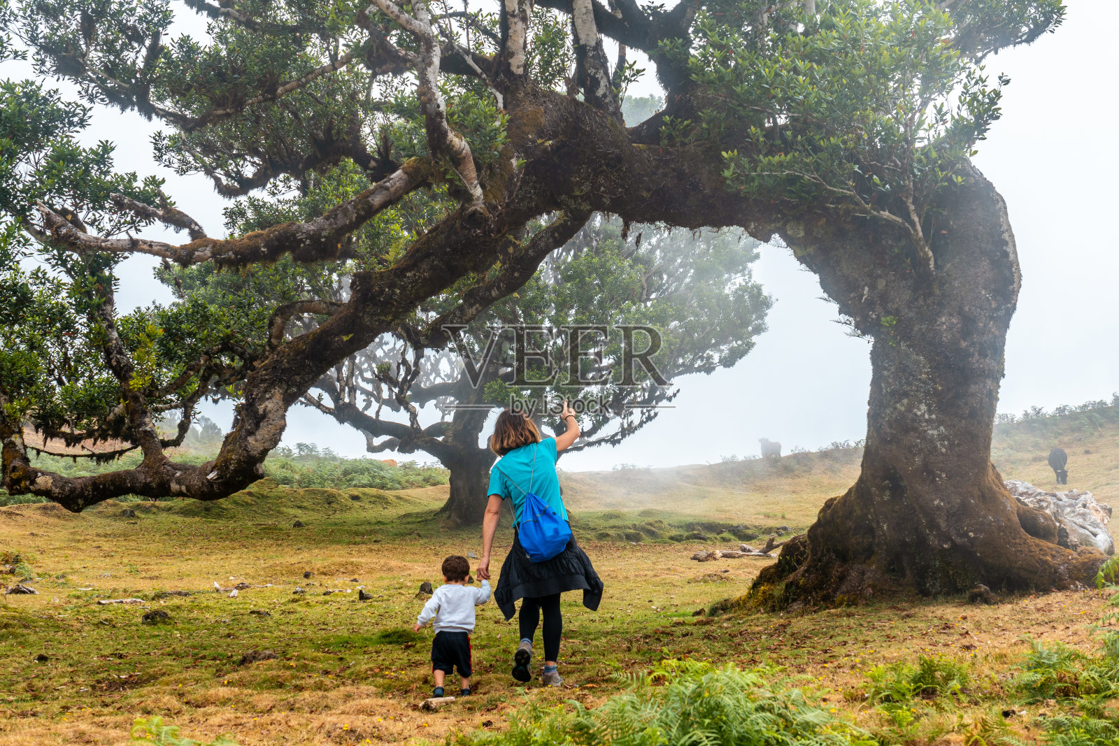 马德拉岛的法纳尔雾林,一位年轻的妇女带着她的孩子看着月桂树的形状照片摄影图片