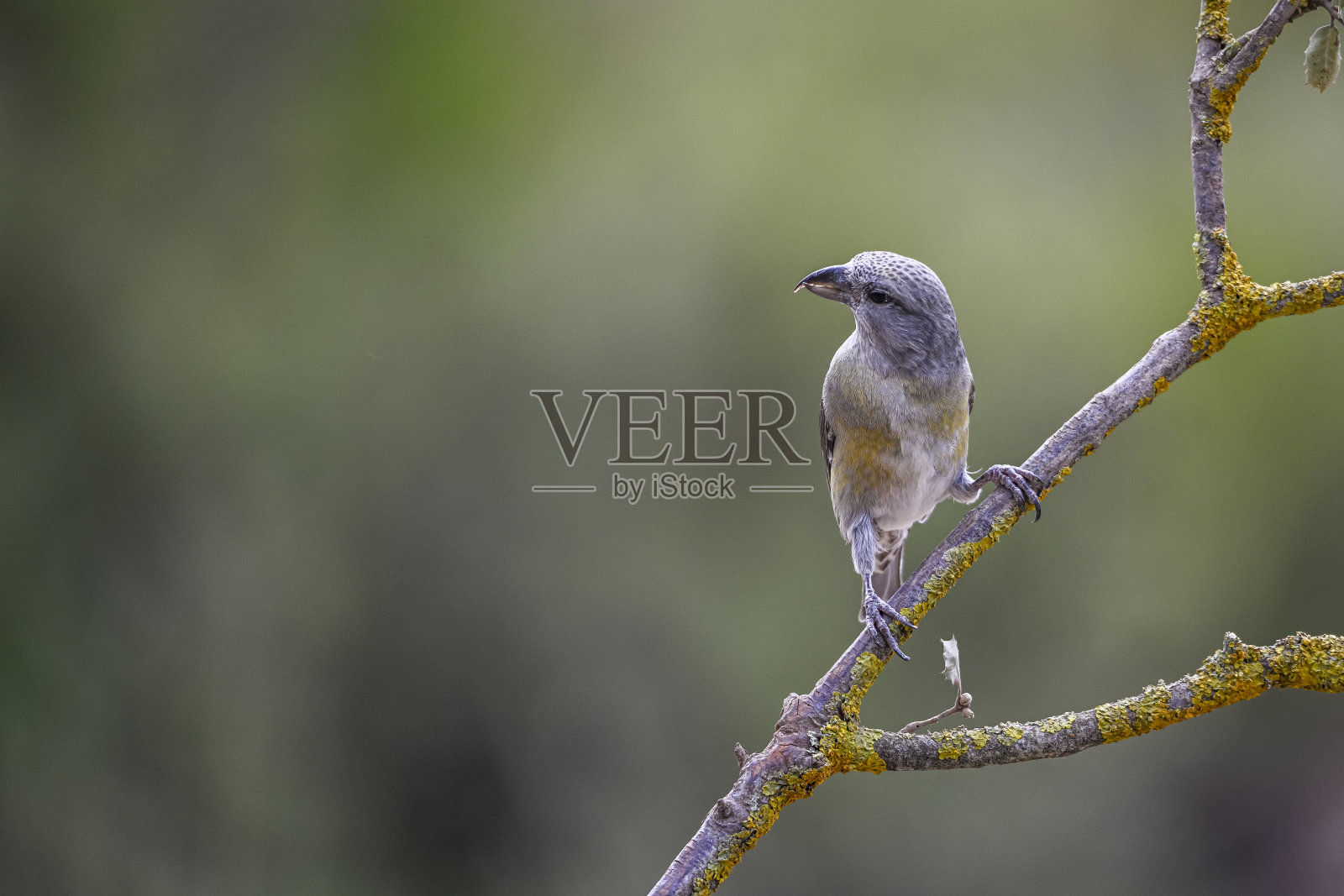 Loxia curvirostra或普通的交叉鸟,是雀科的一种小型雀形目鸟类。照片摄影图片