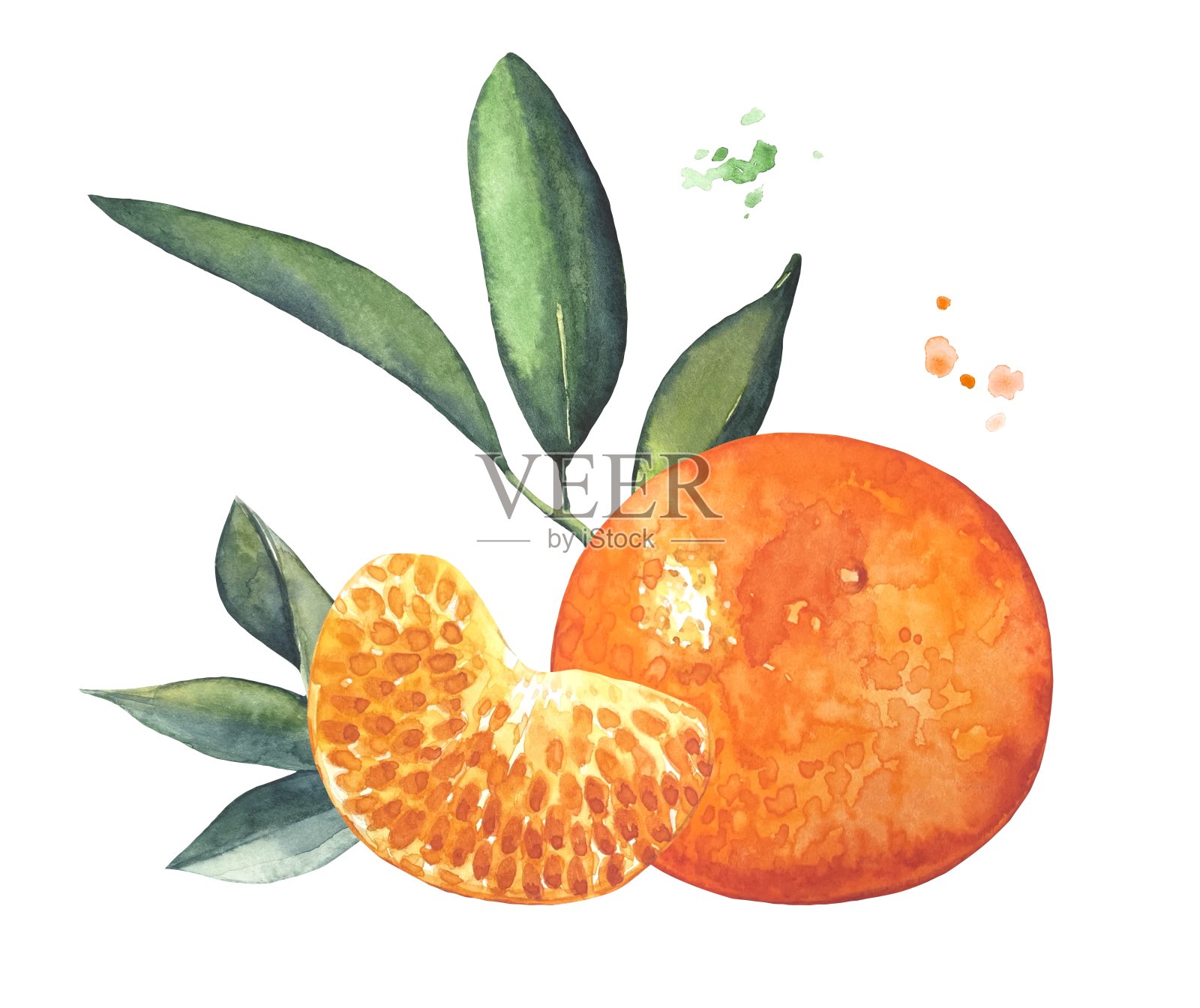 熟陈柑柑片,水彩画插画图片素材