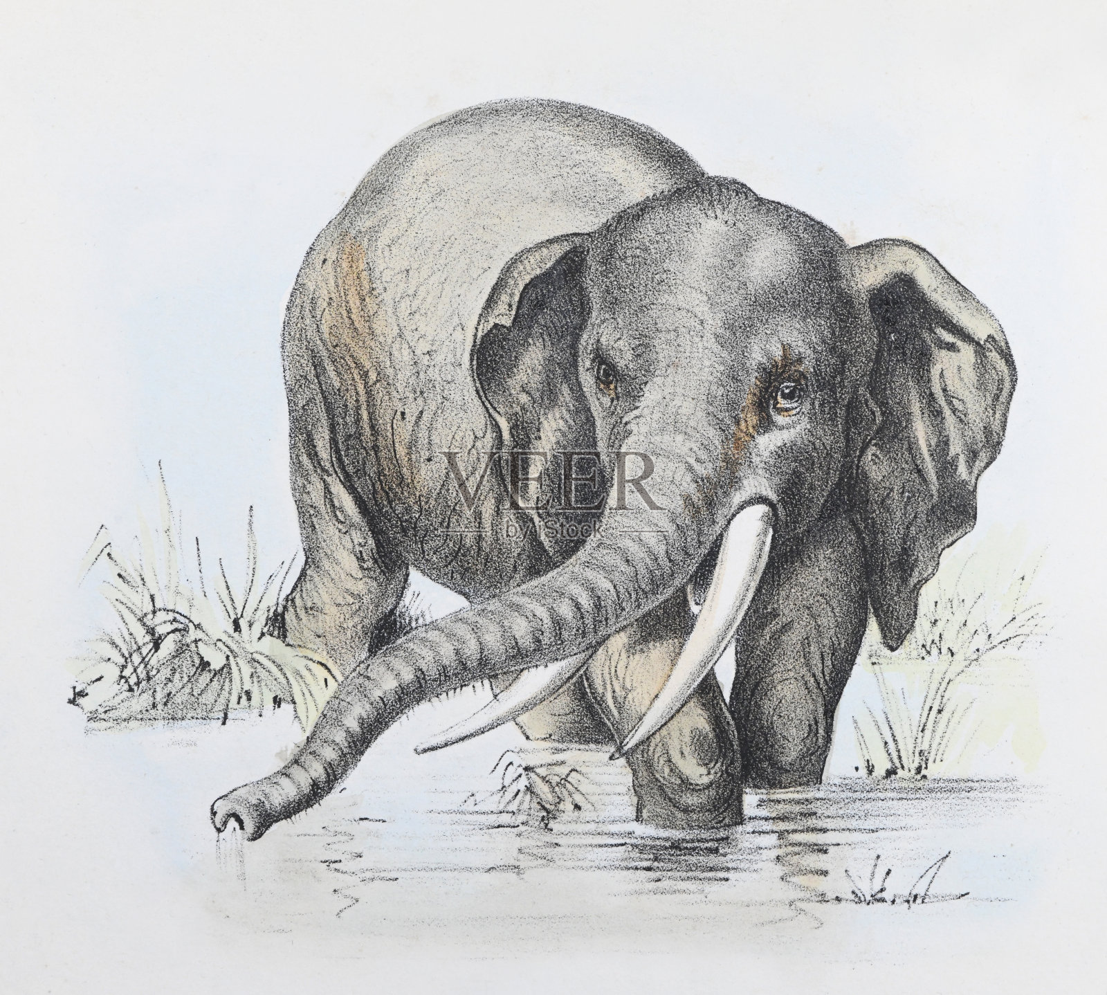 非洲大象复古彩色插图插画图片素材