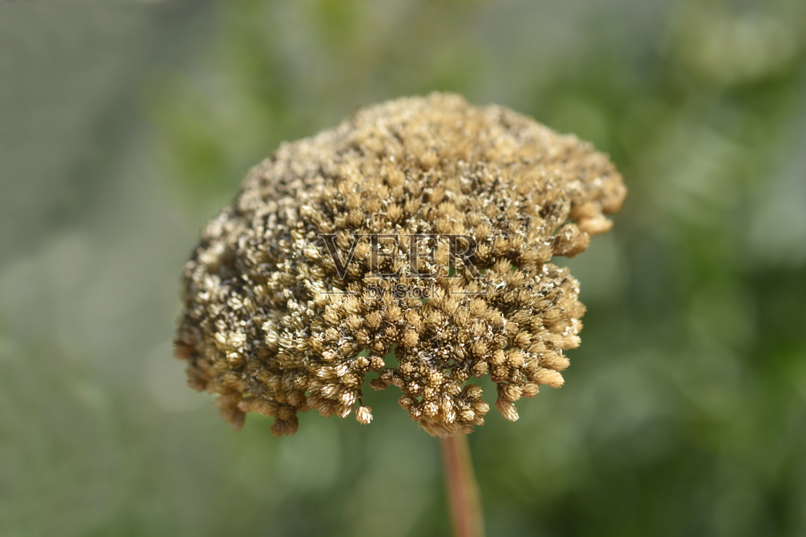 蓍草的种子照片摄影图片