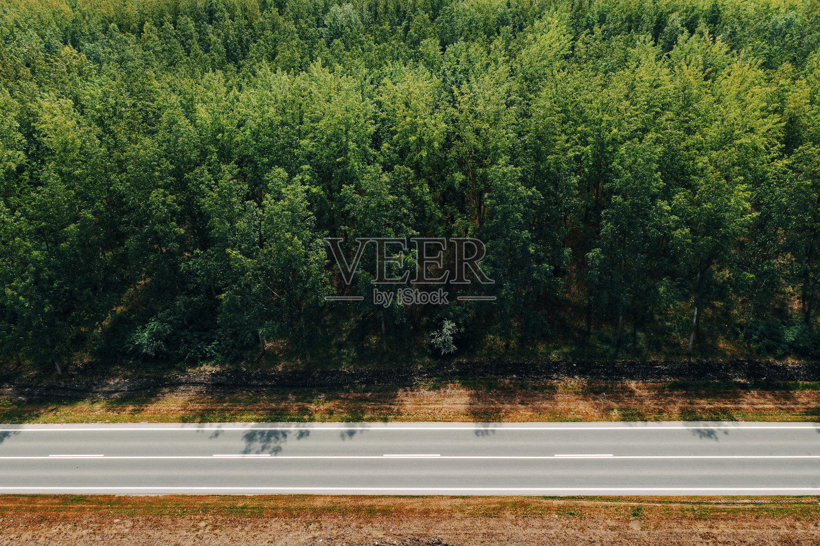 空中拍摄的空公路与杨树树木的景观在阳光明媚的春日背景,无人机pov照片摄影图片