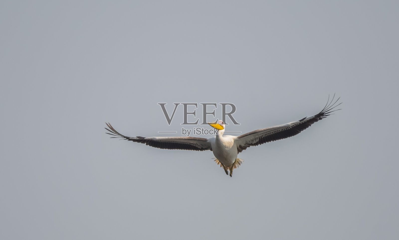 拉贾斯坦邦Keoladeo国家公园中飞翔的大白鹈鹕或玫瑰色鹈鹕照片摄影图片