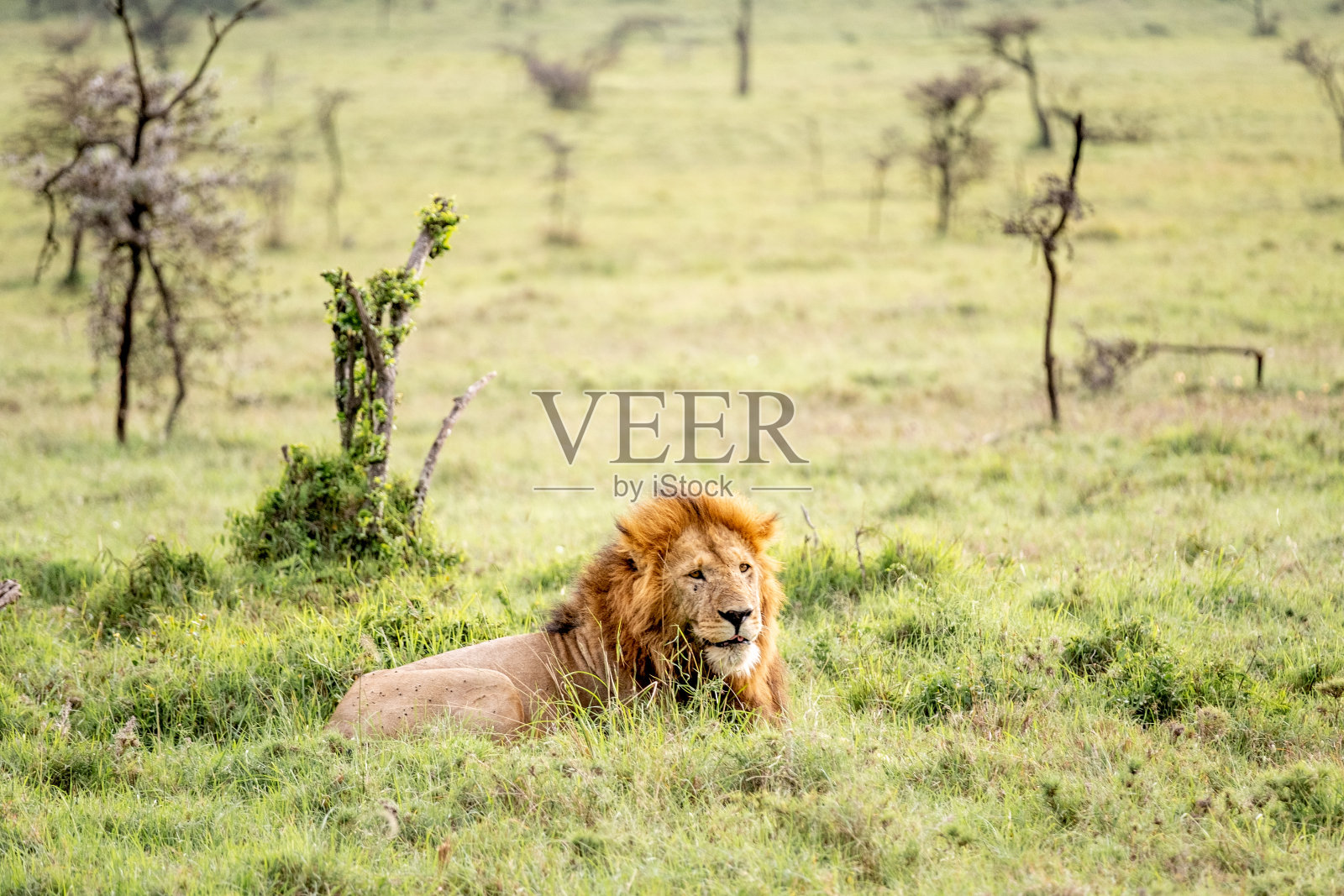 肯尼亚-奈波绍温室公园照片摄影图片