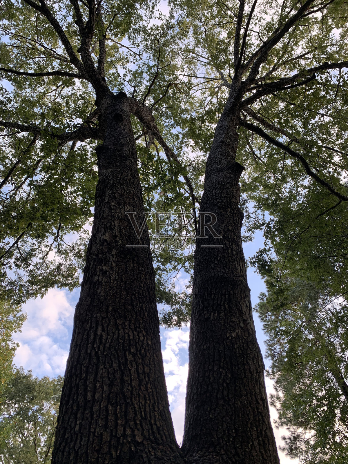 V树照片摄影图片