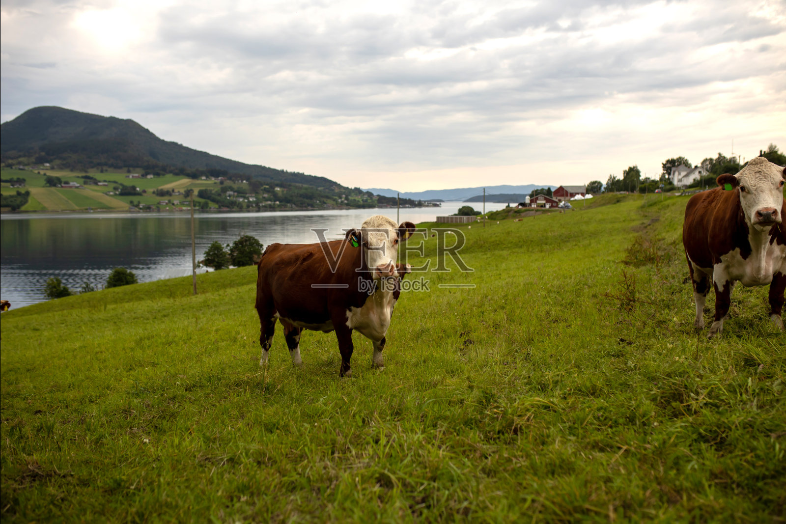 在挪威的草坪上,奶牛沿着马路走。美丽的自然,原生态的动植物照片摄影图片