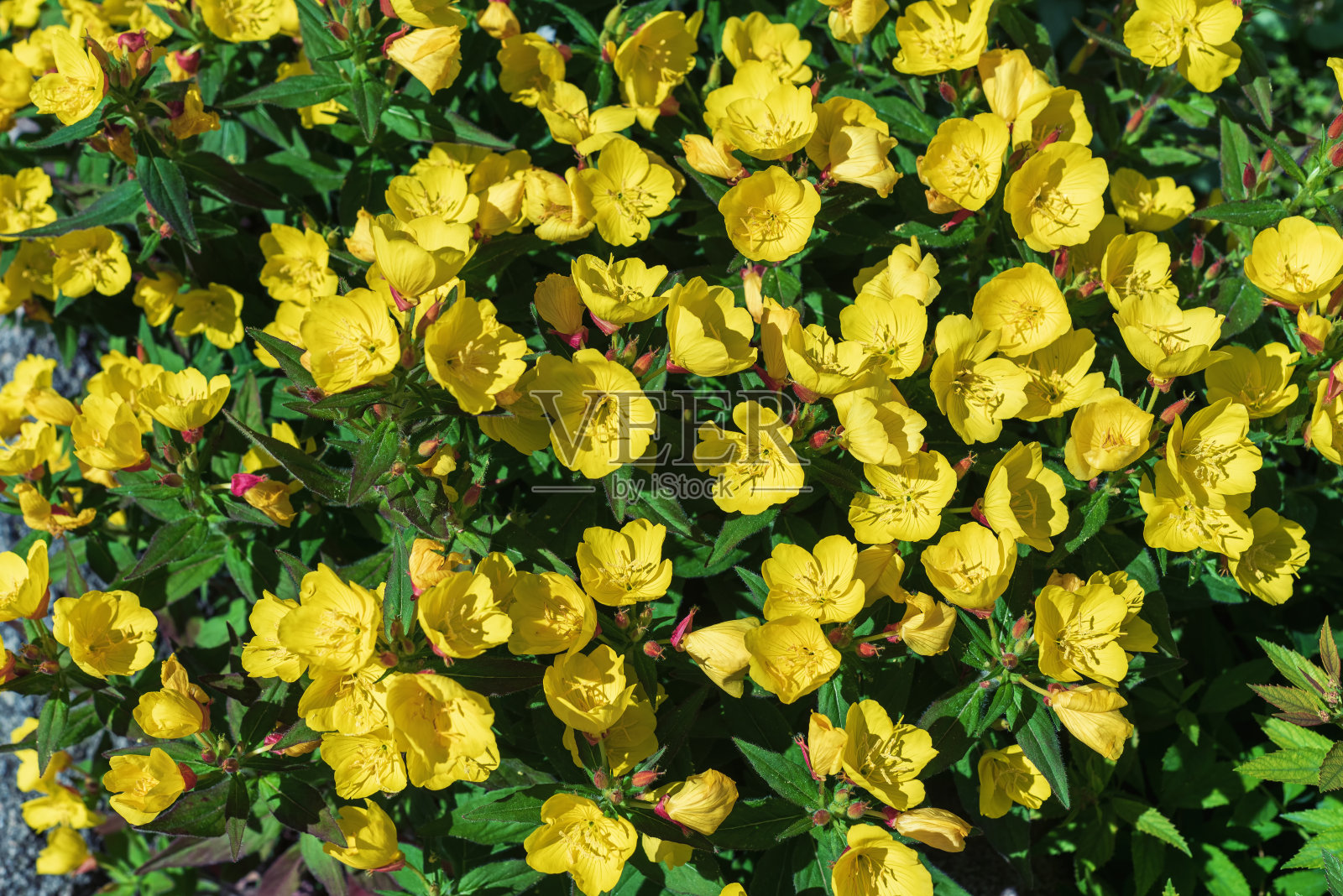 黄澄澄的月见草开在花园里,一枝独秀。照片摄影图片