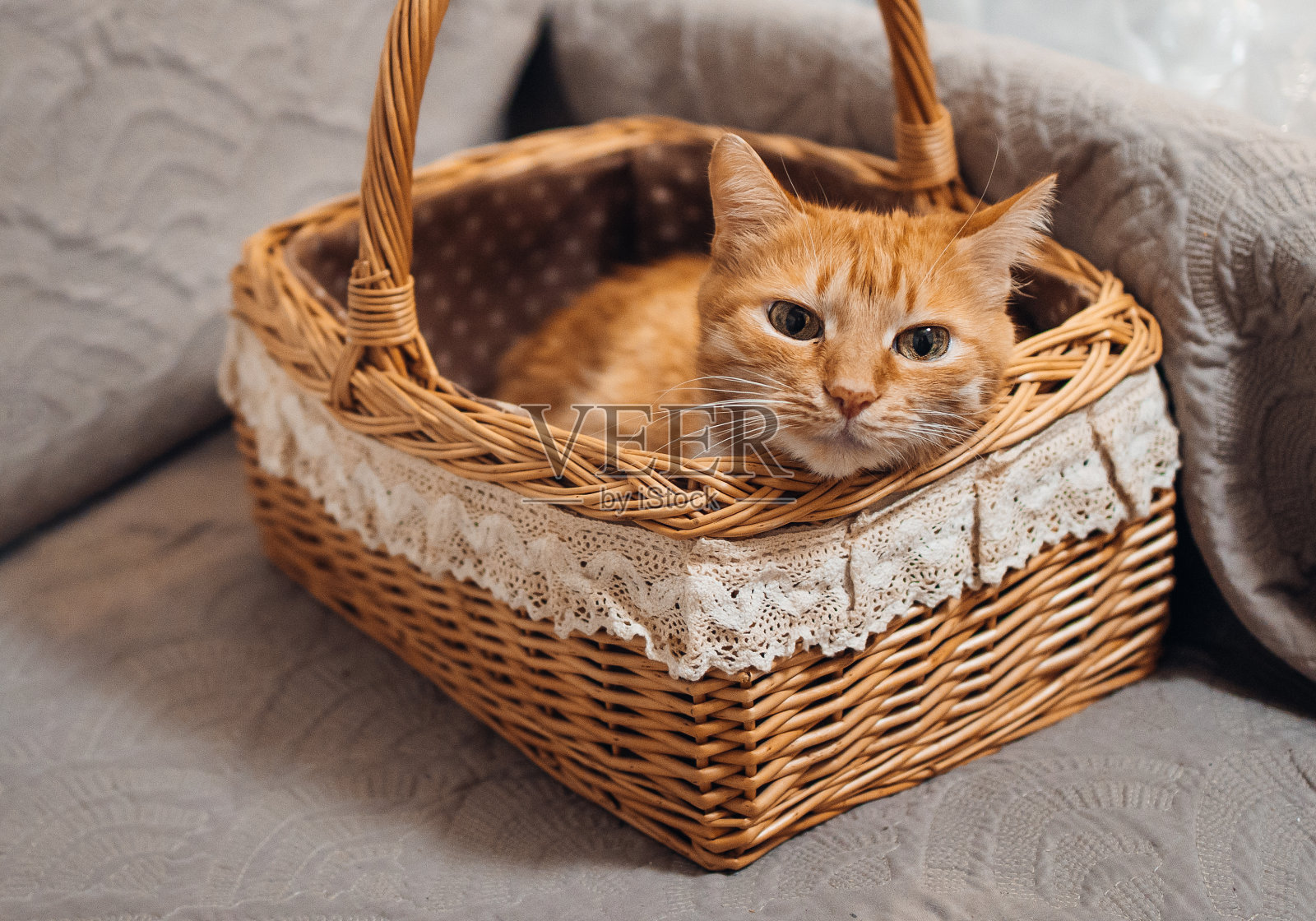 一只红色的毛茸茸的猫坐在篮子里照片摄影图片