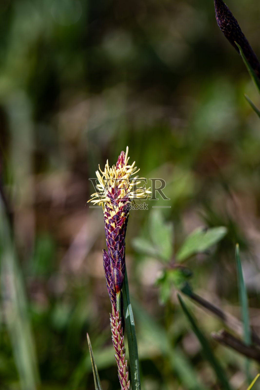 草地上生长的苔草花,近景照片摄影图片