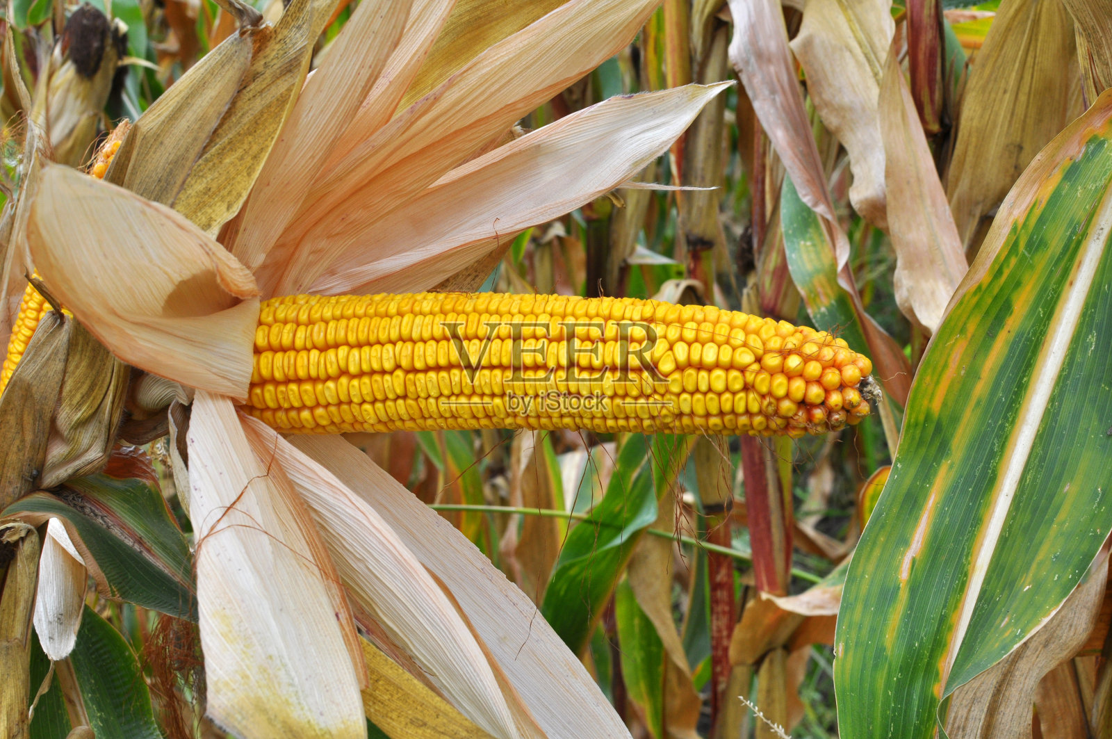 玉米棒:在玉米杆上成熟的玉米棒照片摄影图片