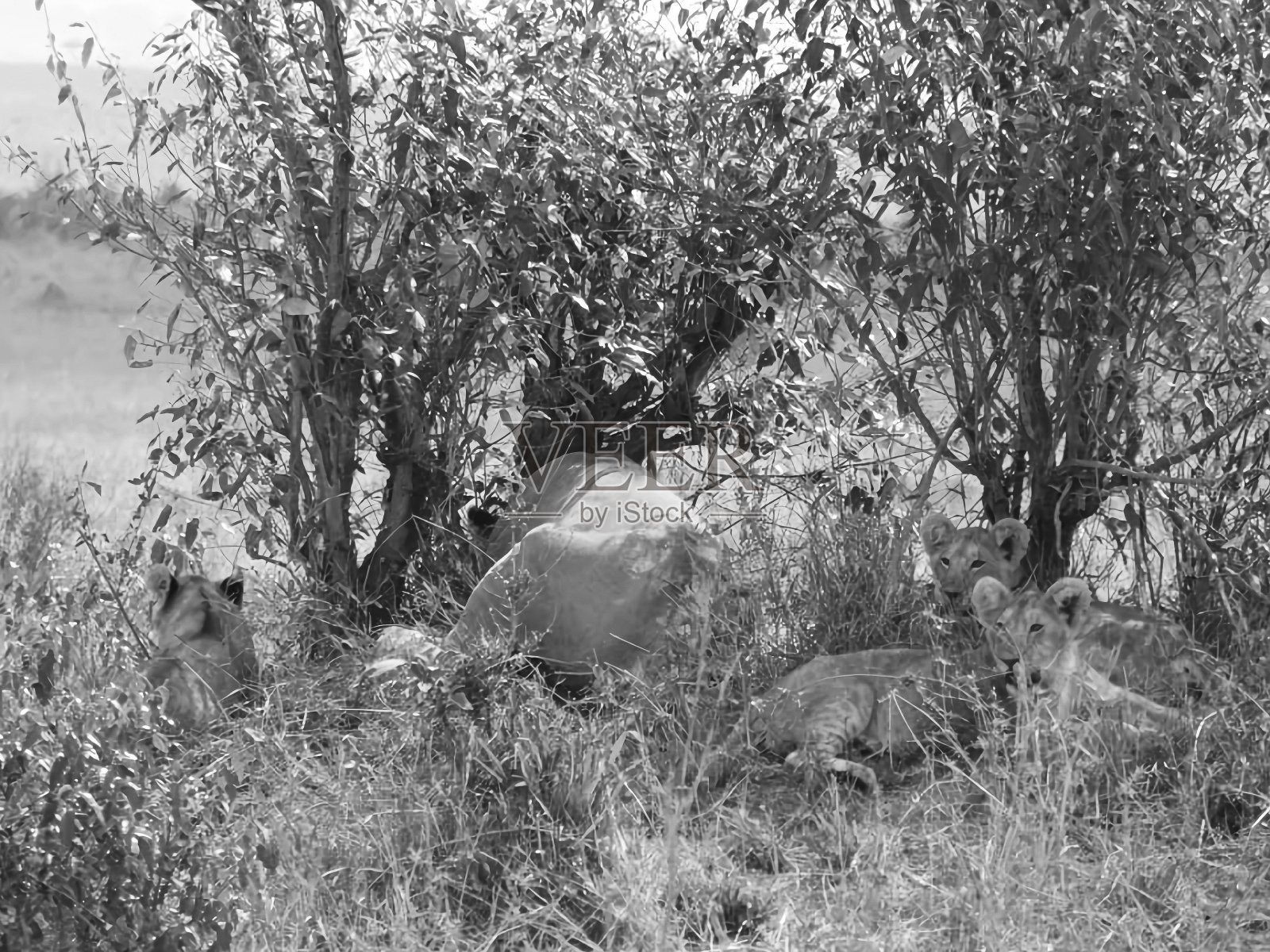 生命的循环- 4照片摄影图片