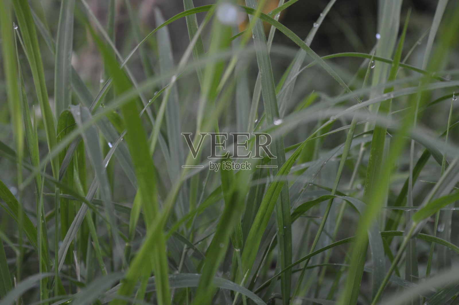 绿色的草地,清晨的雨点照片摄影图片