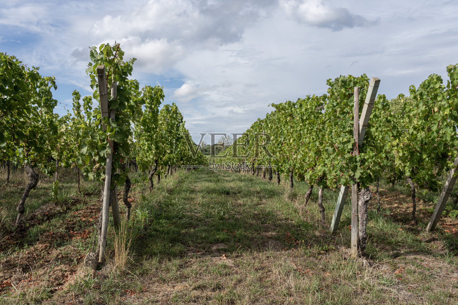 法国Goxwiller - 09 03 2022:日落时分,葡萄酒之路上的葡萄田全景照片摄影图片