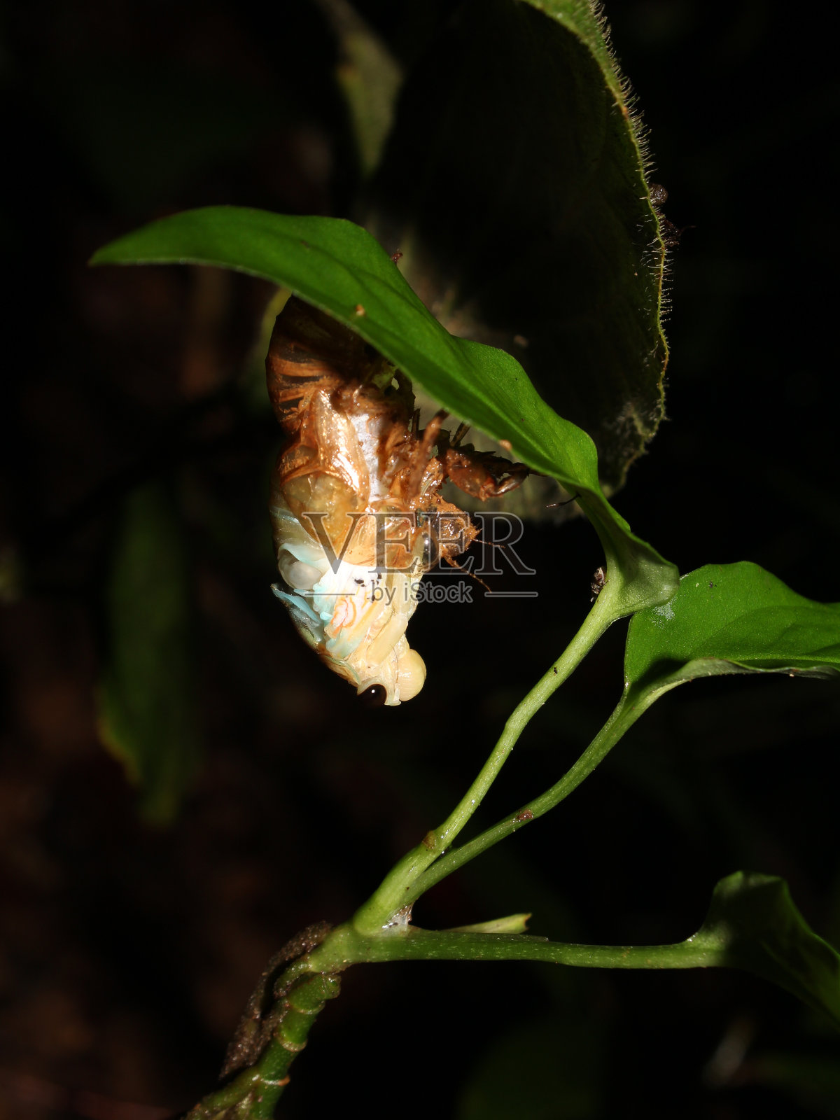 蝉离开壳照片摄影图片